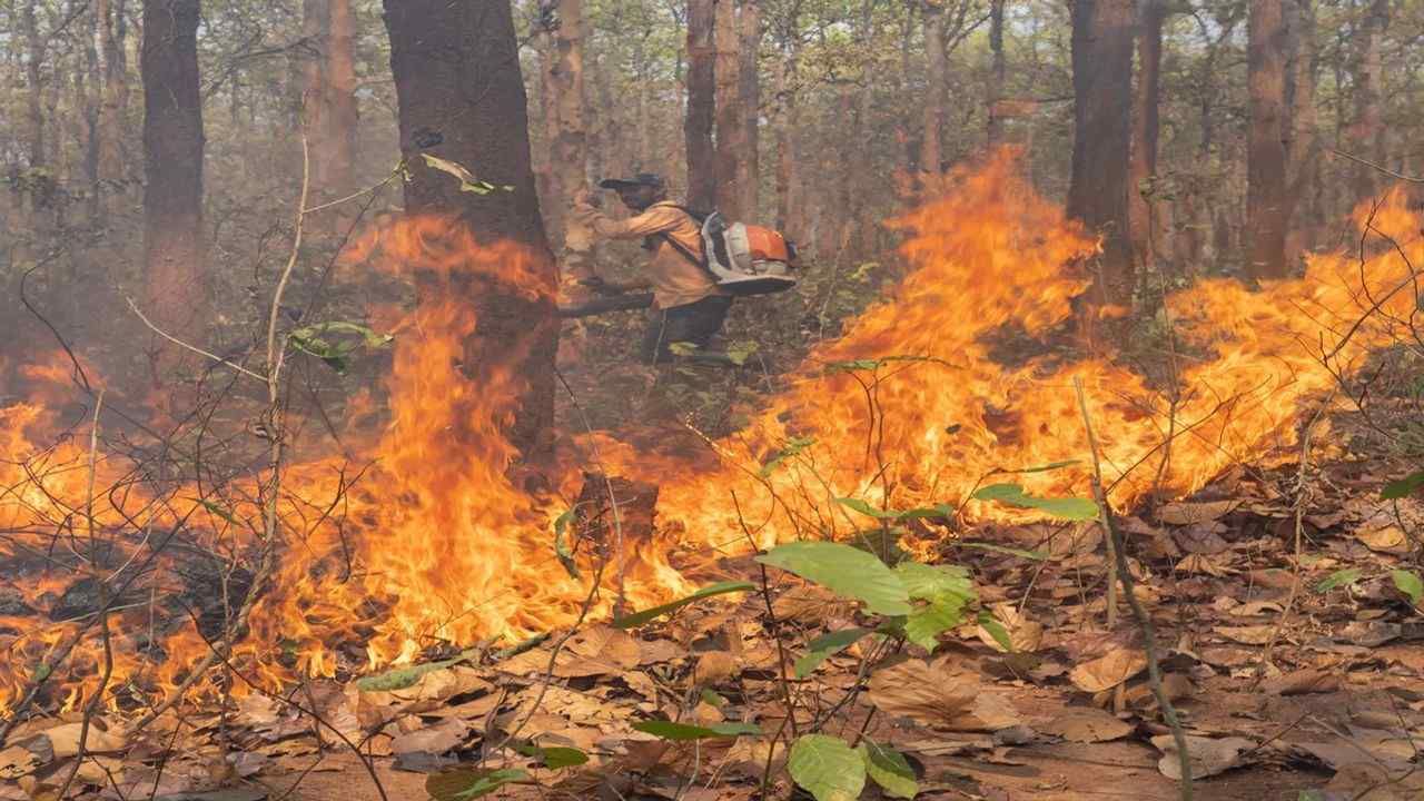 Dang : જંગલમાં આગ લાગવાના બનાવ અને નુકસાન ઘટાડવા વન વિભાગે આ અનોખો પ્રયાસ કર્યો, જાણો વિગતવાર