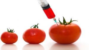Genetically Modified Food: Zero Hunger લક્ષ્‍યાંકને પ્રાપ્ત કરવામાં GM પાકો મહત્વની ભૂમિકા ભજવી શકે છે