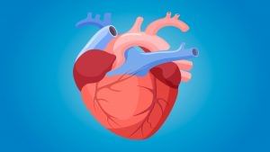 Health : હૃદય કેવી રીતે કામ કરે છે તે જાણો છો ? તેને સ્વસ્થ રાખવા દરરોજ વર્ક આઉટ કરવું છે જરૂરી