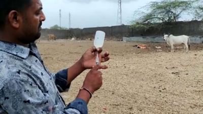 જામનગર, દ્વારકા, ખંભાળિયા બાદ હવે ધ્રોલમાં પણ લમ્પી વાયરસના કેસ સામે આવ્યા