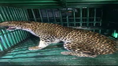 Tapi : બુહારી ગામમાં 2 વર્ષની દીપડી પાંજરે પુરાતા ગ્રામજનો અને વનવિભાગને મોટો હાશકારો