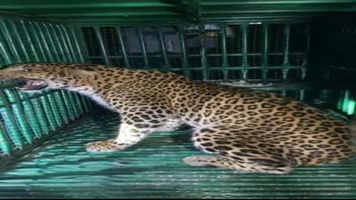 Tapi : બુહારી ગામમાં 2 વર્ષની દીપડી પાંજરે પુરાતા ગ્રામજનો અને વનવિભાગને મોટો હાશકારો