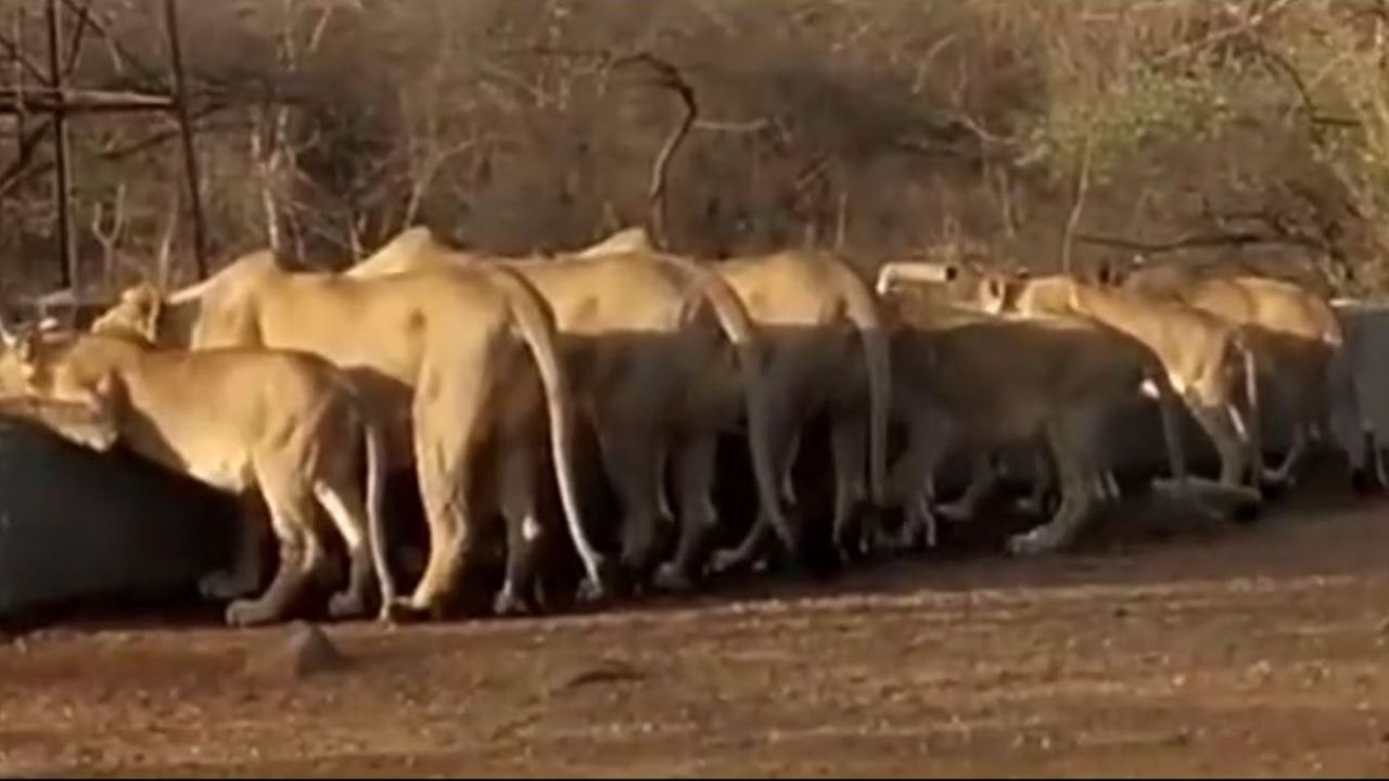 The lion family, considered the jewel of Gir, was captured on camera quenching their thirst at the water point