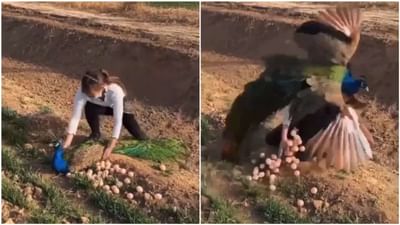 Bird Video : અરે આ શું...મોરના ઈંડા ચોરતી હતી આ મહિલા ! પછી પંખીએ સરખી રીતે ભણાવ્યો પાઠ
