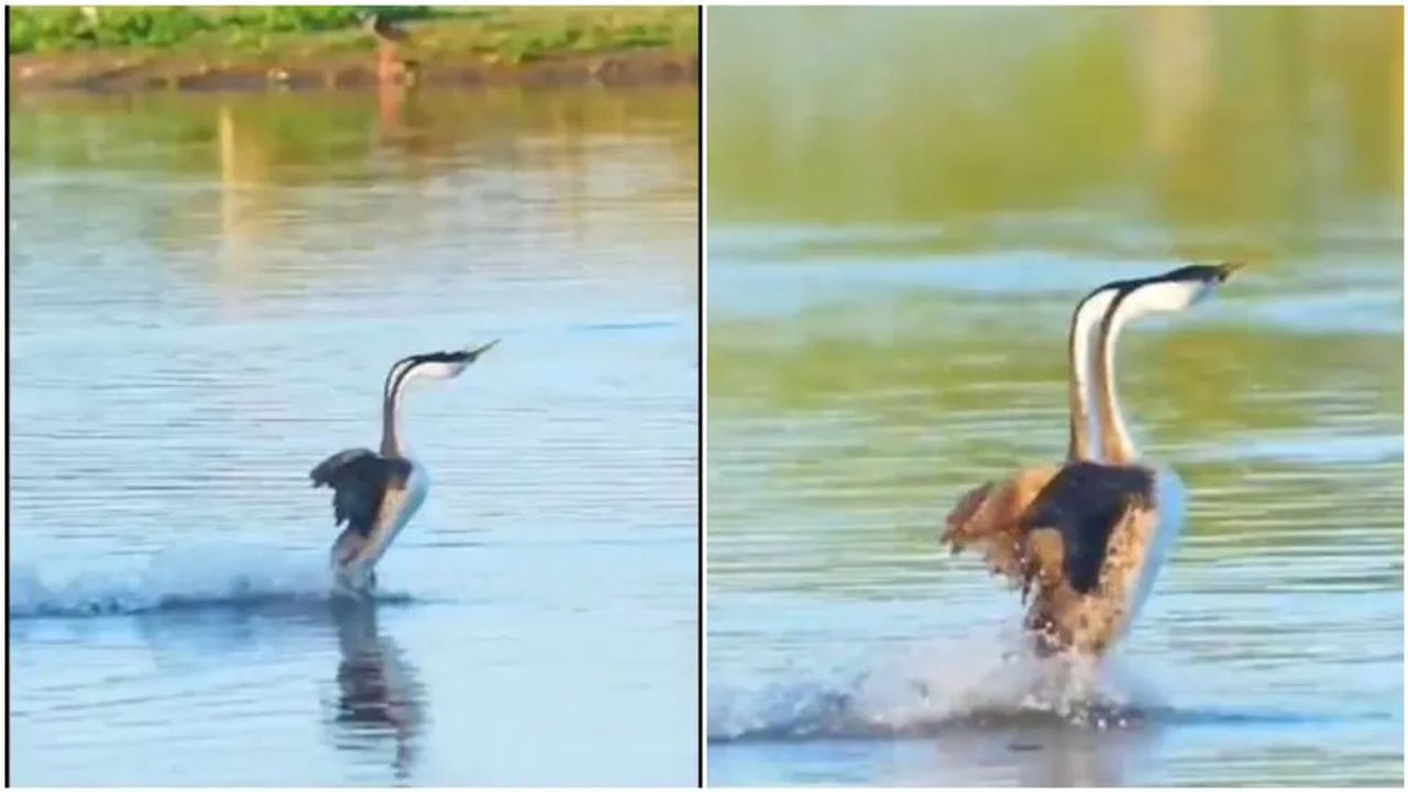 Bird Video: નદી પર પંખીઓએ લગાવી દોડ, વીડિયો જોઈને લોકો બોલ્યા- 'પ્રેમમાં કંઈ પણ શક્ય છે'