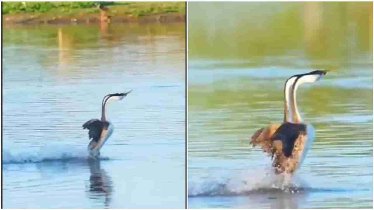 Bird Video: નદી પર પંખીઓએ લગાવી દોડ, વીડિયો જોઈને લોકો બોલ્યા- પ્રેમમાં કંઈ પણ શક્ય છે