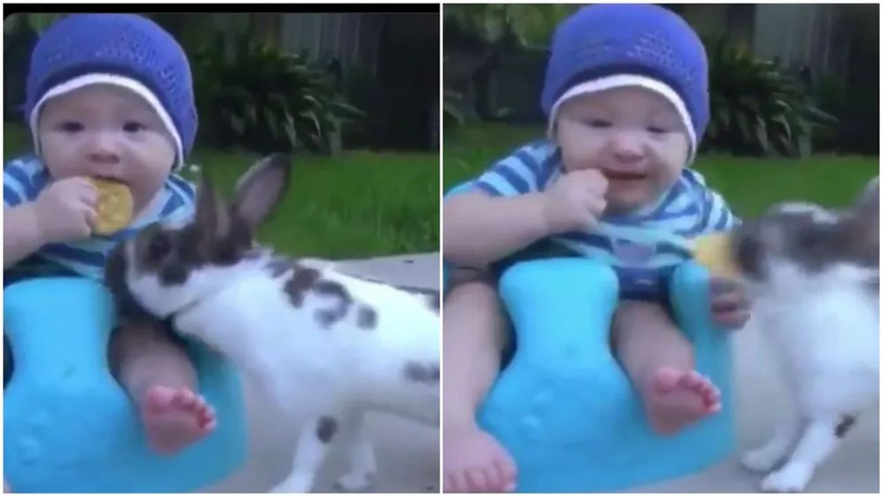 Funny Video: સસલાએ નાના બાળકની સાથે કર્યું કંઈક આવું, લોકોએ કરી પ્રશંસા