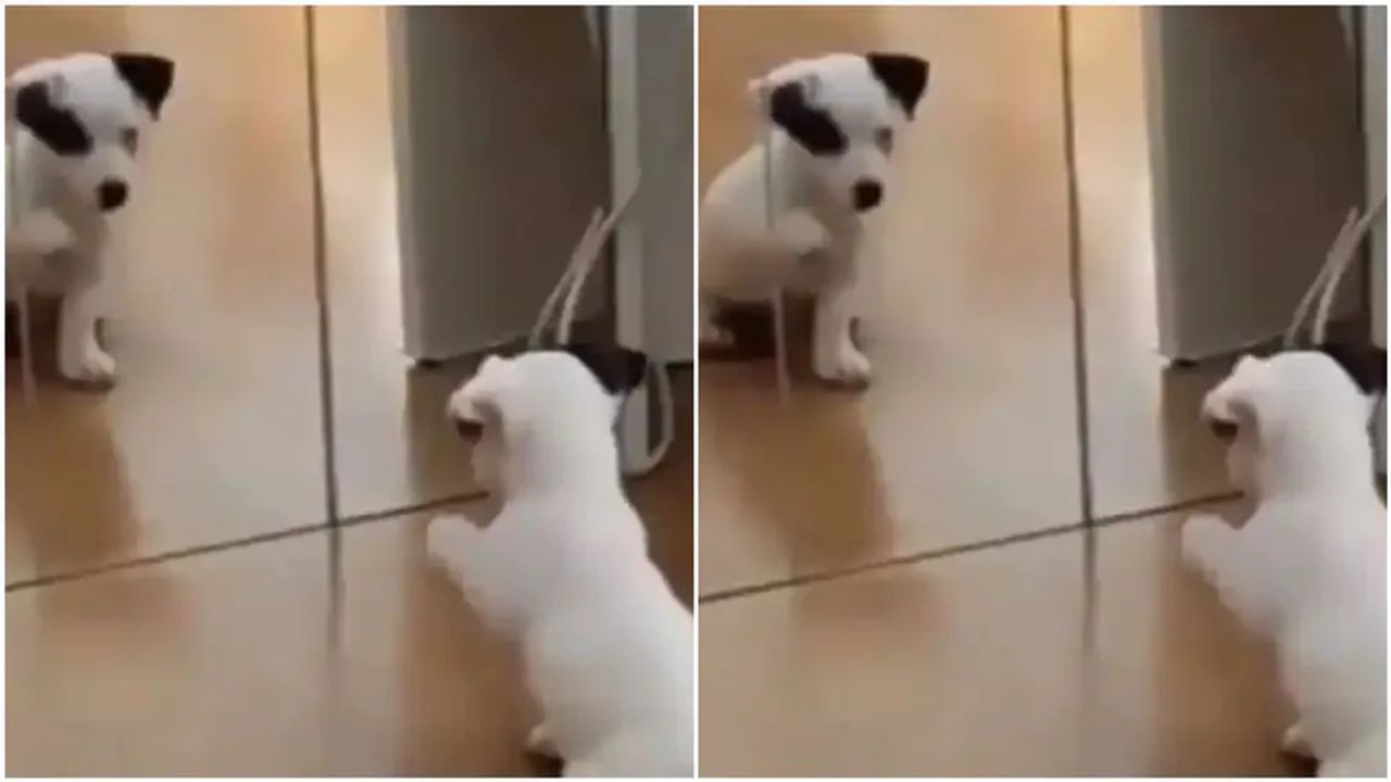 Viral Video: પહેલીવાર પોતાની જાતને અરીસામાં જોઈને કૂતરાએ કરી આવી મજેદાર હરકત, વીડિયો જોઈને તમે પણ હસવા લાગશો