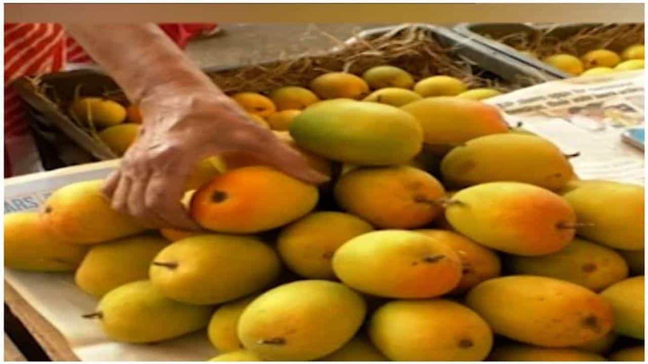 Navsari : કેરી કેટલા પ્રકારની હોય છે? હાલની પેઢીએ નામ પણ સાંભળ્યા નથી તેવી દેશી કેરીઓને ભૂતકાળ બનતી અટકાવવા નવસારીમાં વિશેષ પ્રયાસ હાથ ધરાયા