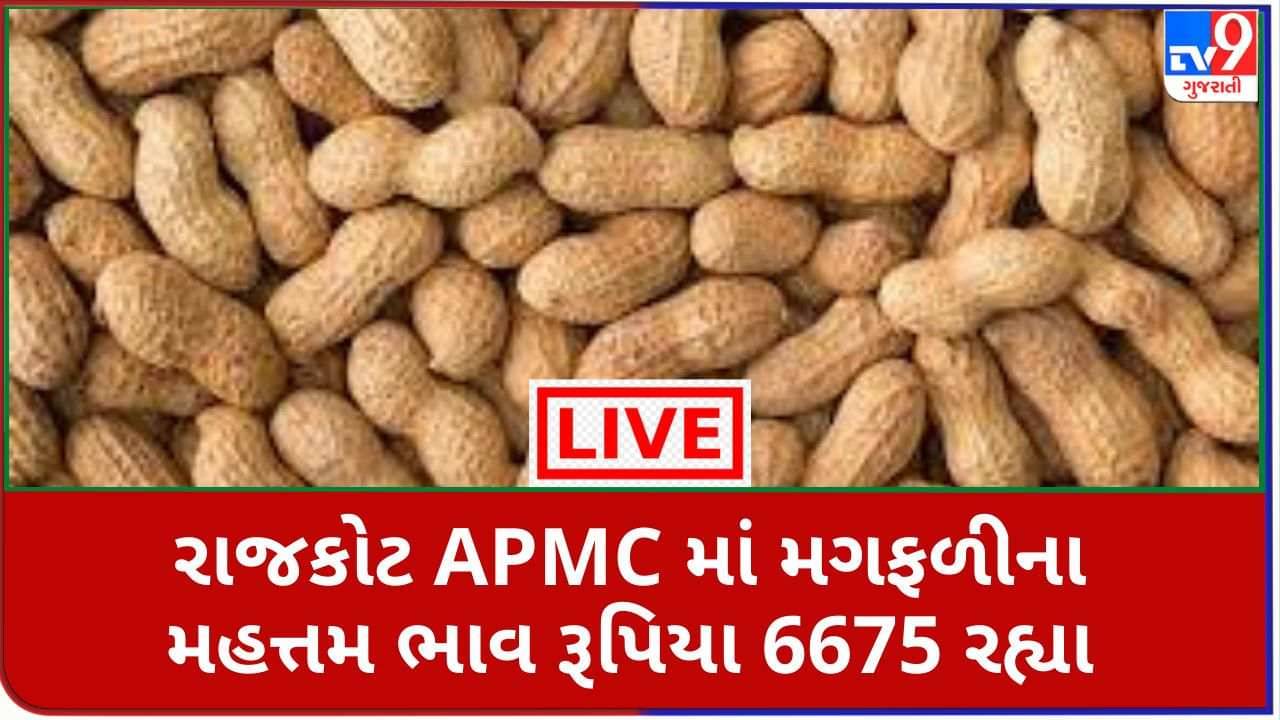 Mandi : રાજકોટ APMCમાં મગફળીના મહત્તમ ભાવ રૂપિયા 6675 રહ્યા, જાણો જુદા-જુદા પાકના ભાવ