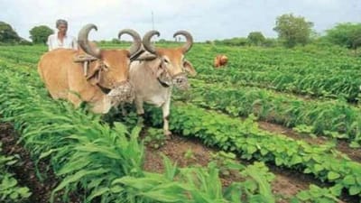 Mehsana : આગામી ખરીફ પાકોના વાવેતર સમયે બિયારણની ખરીદી વખતે ખેડૂતોએ આ કાળજી રાખવી પડશે