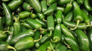 Benefits of Green Chilli: સ્કિનને હેલ્ધી રાખવાથી લઈને મૂડ સુધારવા માટે લીલા મરચા ખાવાથી ઘણા ફાયદા થાય છે