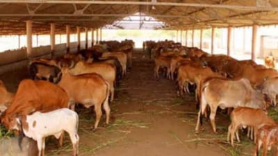 પશુપાલકો માટે ખુશખબર : સુરત અને તાપી જિલ્લાના પશુપાલકો માટે બોનસ જાહેર,કિલોદીઠ આટલા રૂપિયા મળશે