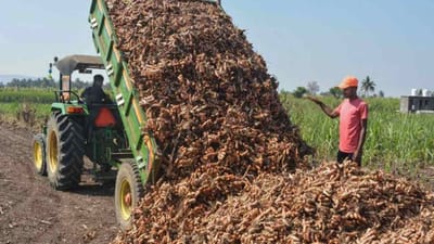 ખેડૂતોએ હળદરની સુધારેલી જાતોની વાવણી કરવી જોઈએ, વૈજ્ઞાનિકોએ આ બાબતોને ધ્યાનમાં રાખવાની સલાહ આપી