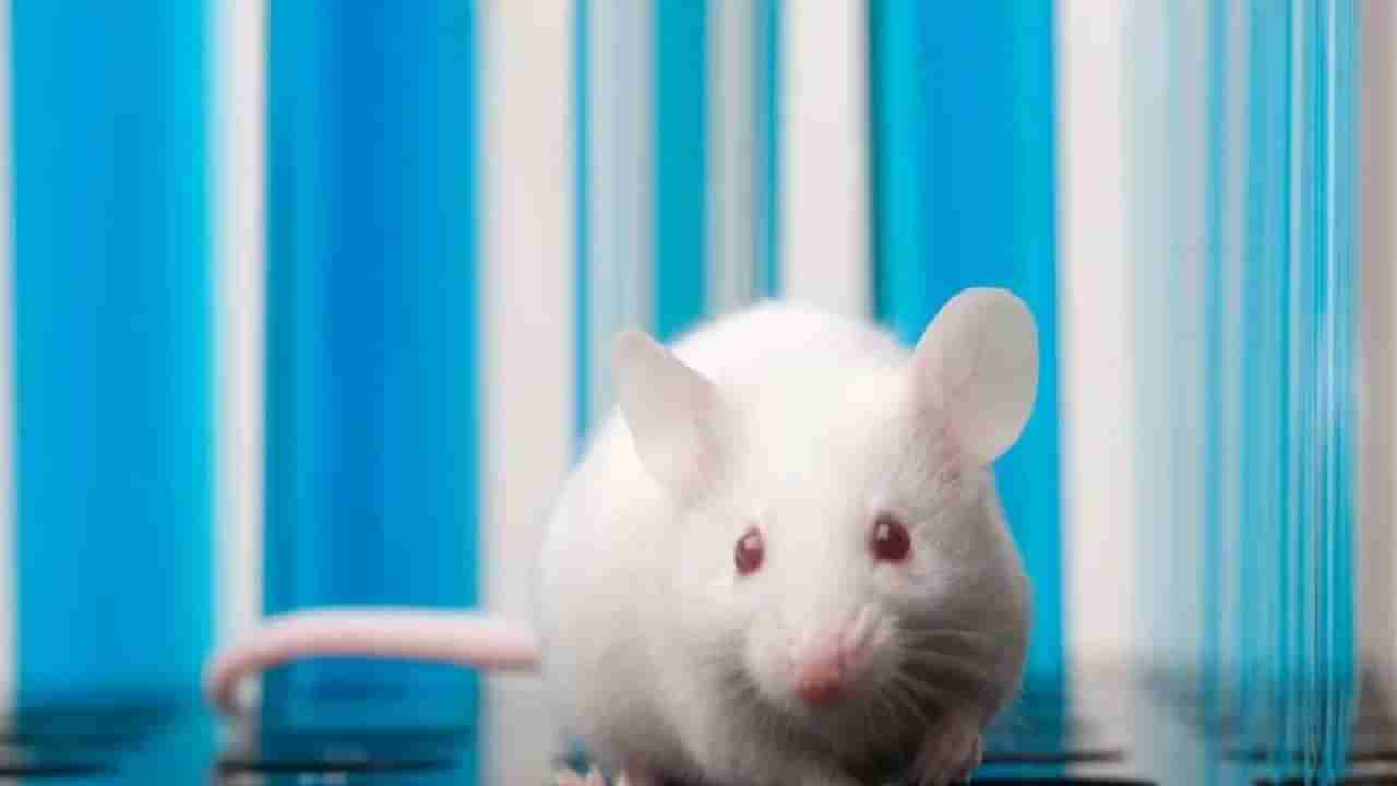 Vampire Mice: ચીની વૈજ્ઞાનિકોએ બનાવ્યો વેમ્પાયર રેટ, જાણો કેવી રીતે આ પ્રાણીથી માણસો વૃદ્ધાવસ્થાને માત આપશે