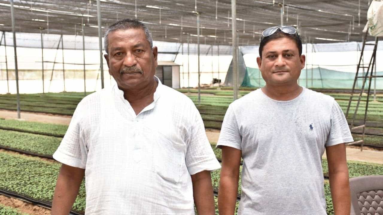 Vadodara : ધરુ ઉછેરમાં ખેડૂતે કરી બતાવી કમાલ, મધ્યમ કદની કંપનીના સીઈઓ જેટલી મેળવે છે આવક