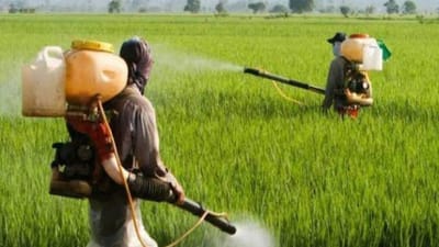 Farmer Advisory: ચોમાસાને ધ્યાનમાં રાખીને ખેડૂતોને કૃષિ વૈજ્ઞાનિકોએ આ સલાહ આપી