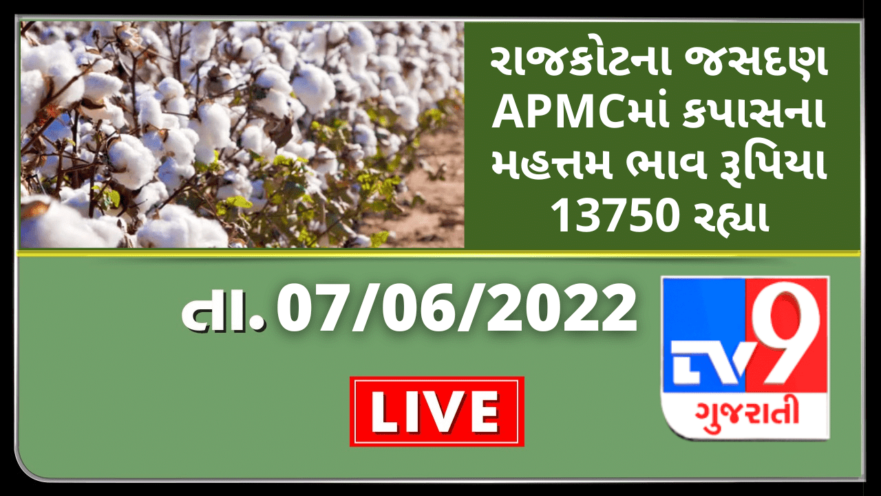 Mandi: રાજકોટના જસદણ APMCમાં કપાસના મહત્તમ ભાવ રૂપિયા 13750 રહ્યા,જાણો જુદા-જુદા પાકના ભાવ