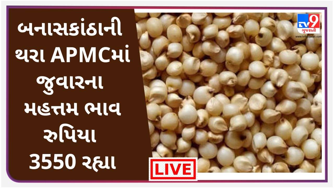 Mandi: બનાસકાંઠાની થરા APMCમાં જુવારના મહત્તમ ભાવ રુપિયા 3550 રહ્યા.,જાણો જુદા-જુદા પાકના ભાવ