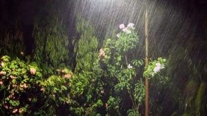 Ahmedabad : ભારે પવન સાથે વરસાદની શરૂઆત, અનેક વિસ્તારોમાં પાણી ભરાયા, વૃક્ષો ઘરાશાયી 