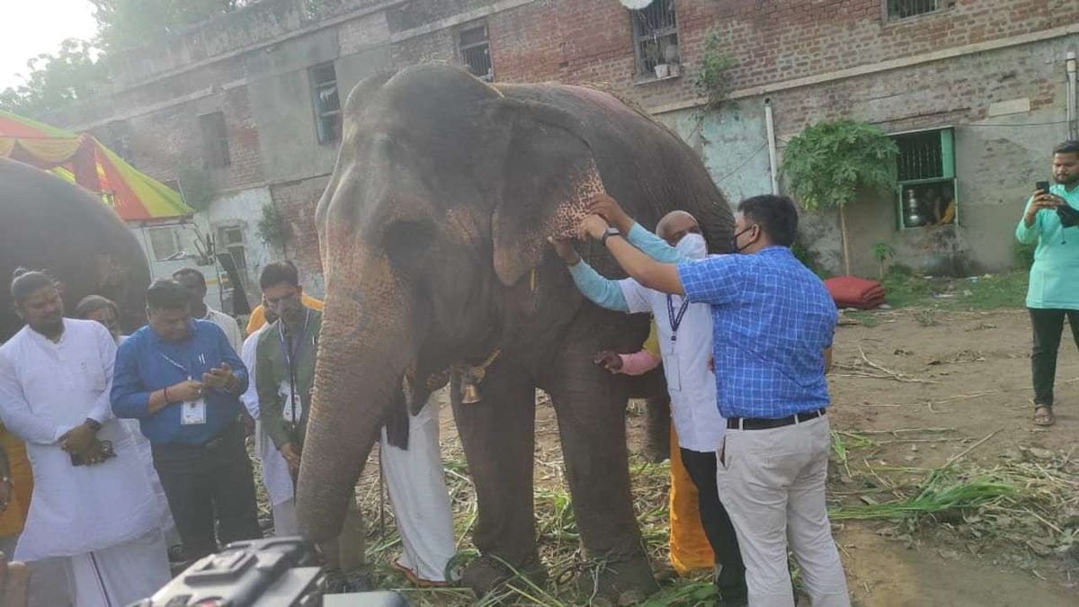 Rathyatra 2022 : અમદાવાદની રથયાત્રાનું આકર્ષણ ગજરાજનું મેડિકલ ચેકઅપ કરાયું, 14 ગજરાજ રથયાત્રામાં જોડાશે Rathyatra 2022 : અમદાવાદની રથયાત્રાનું આકર્ષણ ગજરાજનું મેડિકલ ચેકઅપ કરાયું, 14 ગજરાજ રથયાત્રામાં જોડાશે