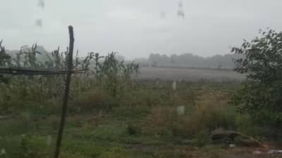 Gujarat Monsoon: ગીર સોમનાથ અને અમરેલીમાં વરસાદથી આહ્લાદક વાતાવરણ બની ગયું