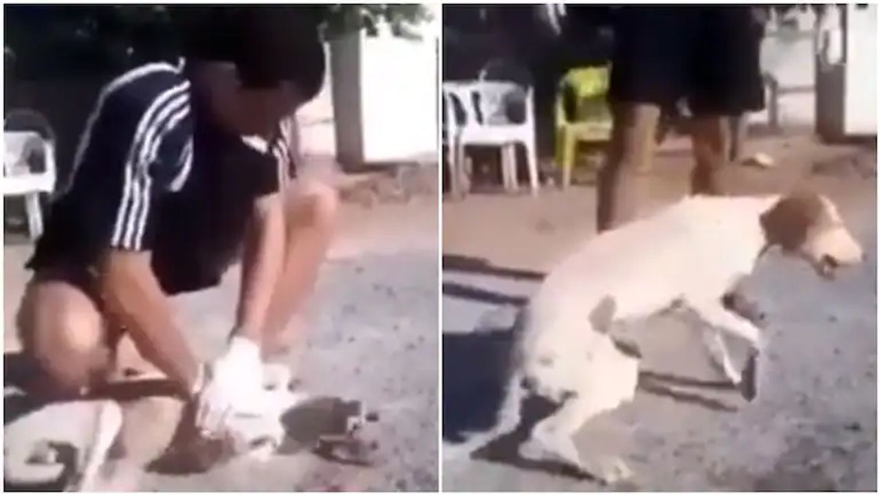 Viral Video : એક વ્યક્તિએ સીપીઆર આપીને બચાવ્યો કૂતરાનો જીવ, હ્રદયસ્પર્શી વીડિયો થયો વાયરલ