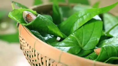 Jyotish Upay: નાગરવેલ પાનના આ ઉપાયો અપનાવો, દરિદ્રતાથી મળશે છુટકારો