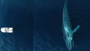 Blue Whale Video: દરિયામાં તરતી જોવા મળી વિશાળકાય બ્લુ વ્હેલ, મોટી બોટ પણ નાની લાગવા લાગી, જુઓ વીડિયો