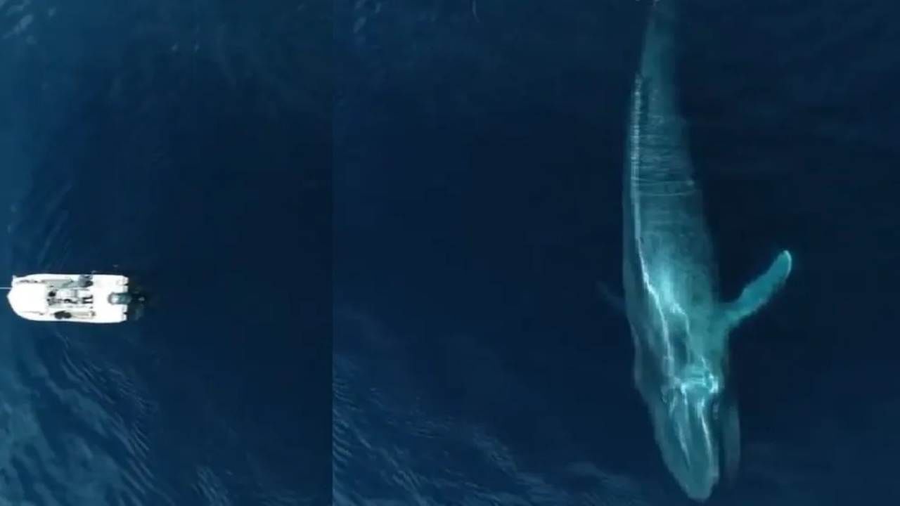 Blue Whale Video: દરિયામાં તરતી જોવા મળી વિશાળકાય બ્લુ વ્હેલ, મોટી બોટ પણ નાની લાગવા લાગી, જુઓ વીડિયો