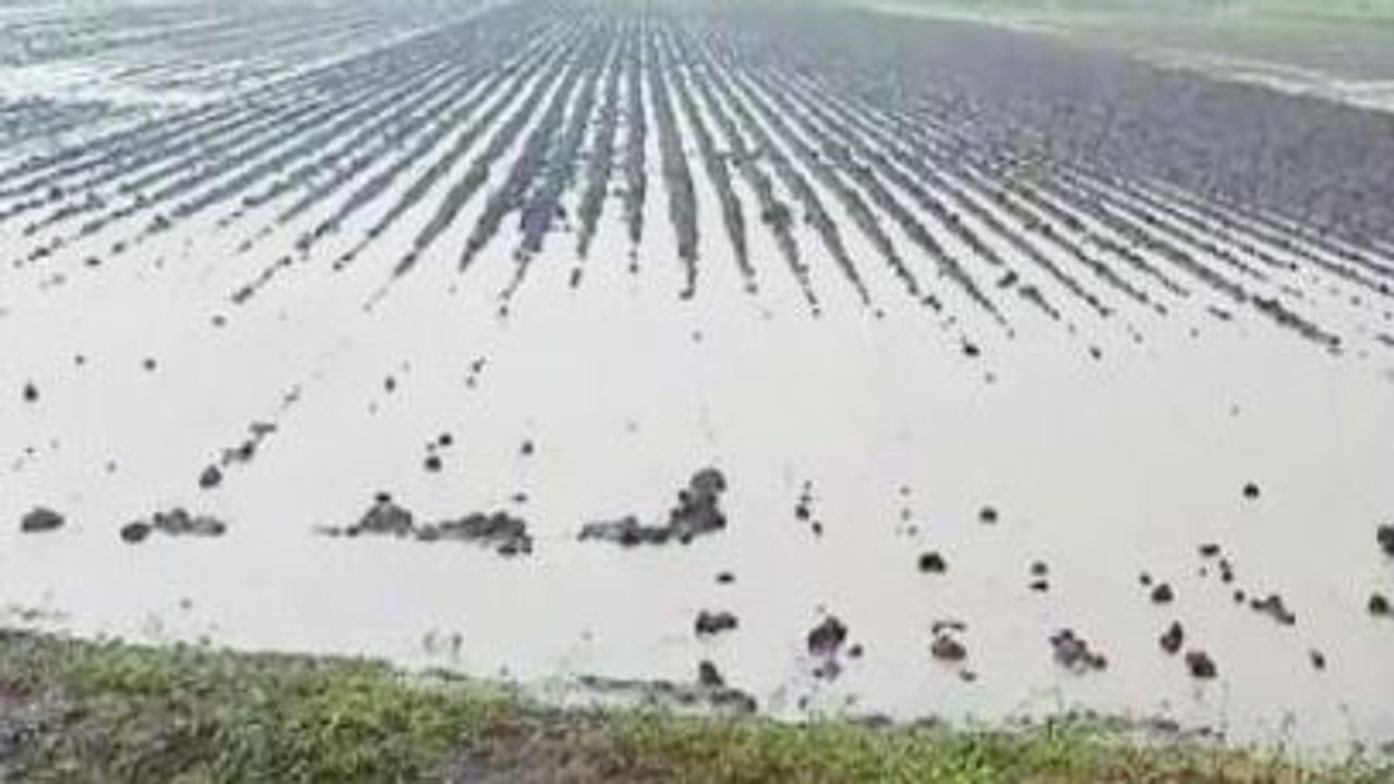 Botad : ગઢડા તાલુકામાં મેઘાની જમાવટ, ખેતરોમાં વરસાદી પાણી ભરાતા ધરતીપુત્રોની વધી ચિંતા