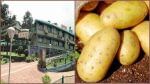 Potato New Varieties : ઘઉં, ડાંગરની કાપણીના સમયગાળા વચ્ચે ખેડૂતો બટાટા ઉગાડી શકશે, CPRI શિમલાએ ત્રણ જાતોની કરી શોધ
