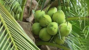 નારિયેળનો ઉપયોગ અનેક ઉત્પાદનો બનાવવામાં થાય છે, ખેડૂતો ખેતીમાંથી સારી કમાણી કરી રહ્યા છે