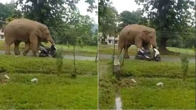 Animal Video: સ્કૂટીને જોઈને હાથીએ કર્યું કંઈક આવું, વીડિયો જોઈને લોકોએ કહ્યું- 'ગજરાજને રમકડું પસંદ ન આવ્યું'
