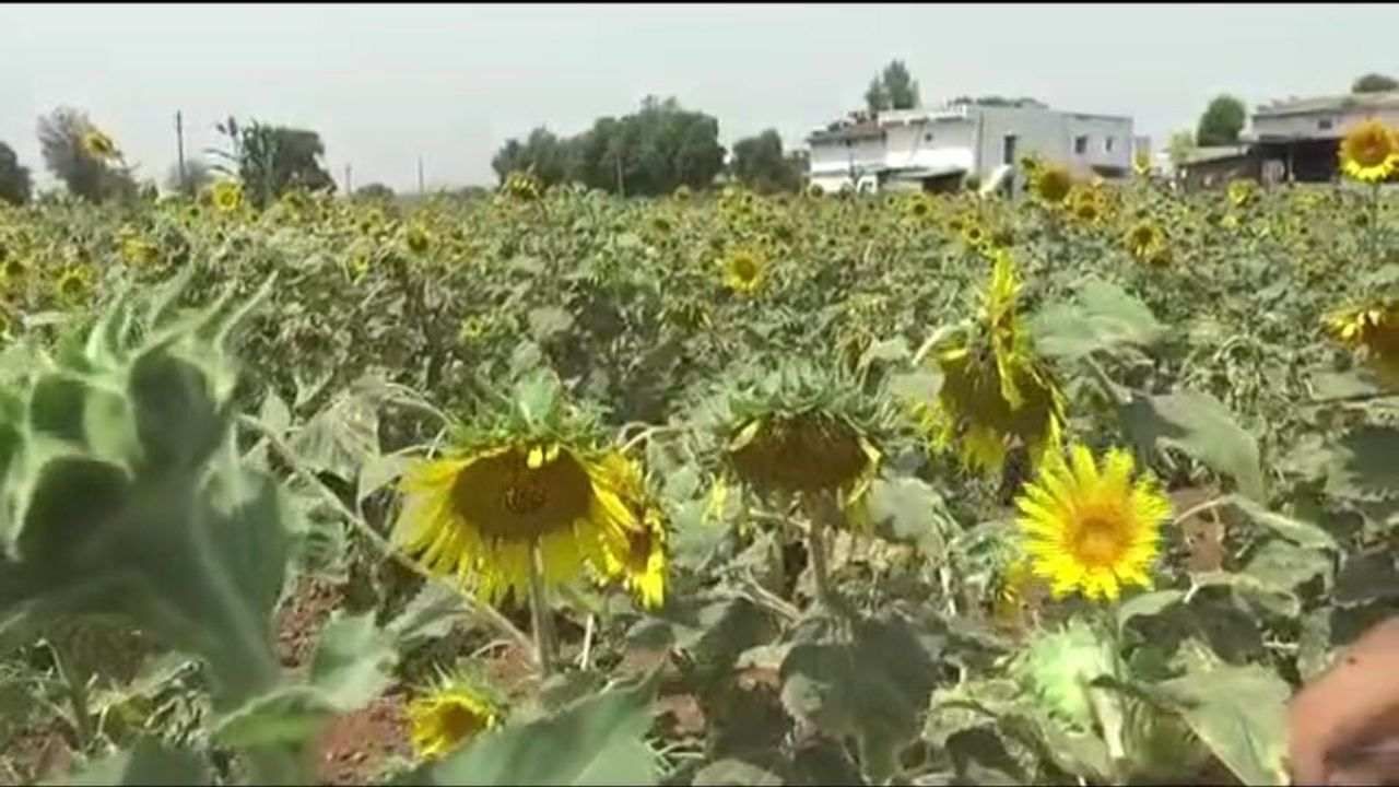 Sabarkantha ઈડર પંથકમાં સૂર્યમુખીનો પાક નિષ્ફળ જતા ખેડૂતોએ બિયારણની