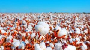 Cotton Price: આ વર્ષના અંત સુધીમાં કપાસના ભાવમાં ભારે ઘટાડો થઈ શકે છે, જાણો શું છે કારણ?