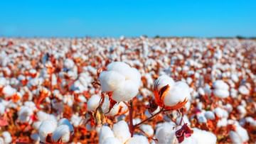 Cotton Crop: ભારે વરસાદથી નુકસાન છતાં વધી શકે છે કપાસનો વાવેતર વિસ્તાર