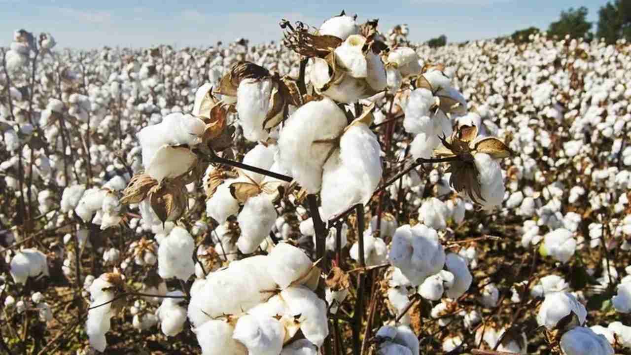 Cotton Price: ભાવ ઘટવા છતાં કપાસનું વાવેતર કેમ વધી રહ્યું છે, જાણો શું કહે છે નિષ્ણાતો