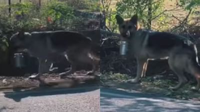 Viral Video : પોતાના માલિક માટે રોજ 2 કિમી દૂર ટીફીન લઈને જાય છે આ ડોગી, તેની વાત જાણી તમને પણ ગમી જશે આ ડોગી