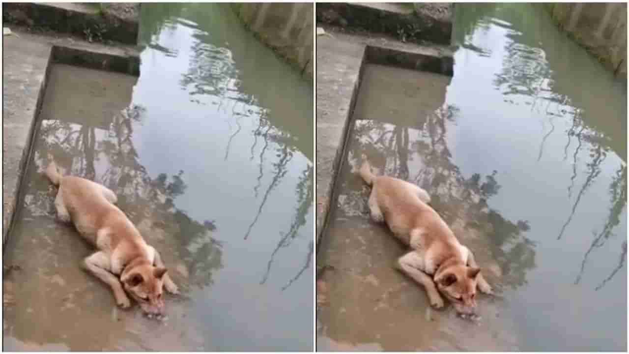 Dog Video: પાણીમાં પરપોટા બનાવતો જોવા મળ્યો ડોગી, લોકોએ કહ્યું- પોતાને કૂલ રાખવાની ગેમ છે આ