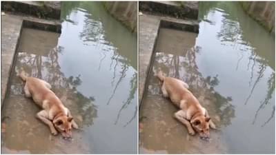 Dog Video: પાણીમાં પરપોટા બનાવતો જોવા મળ્યો ડોગી, લોકોએ કહ્યું- પોતાને કૂલ રાખવાની ગેમ છે આ