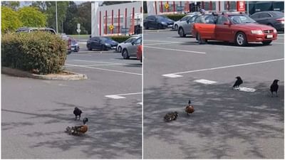 Duck Video: બતકનાં બચ્ચાને શિકાર બનાવવા માંગતો હતો કાગડો, માતાના પ્રેમ સામે 'શેતાન'નો પ્લાન ગયો નિષ્ફળ