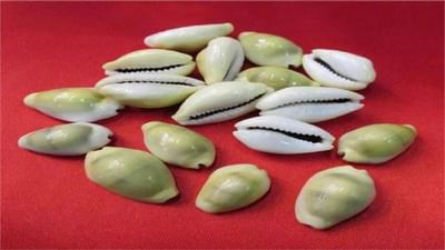 vastu tips : કોડીના આ ઉપાય અજમાવો, માતા લક્ષ્મીની કૃપાથી વરસશે, ધન અને અનાજની કમી નહીં રહે