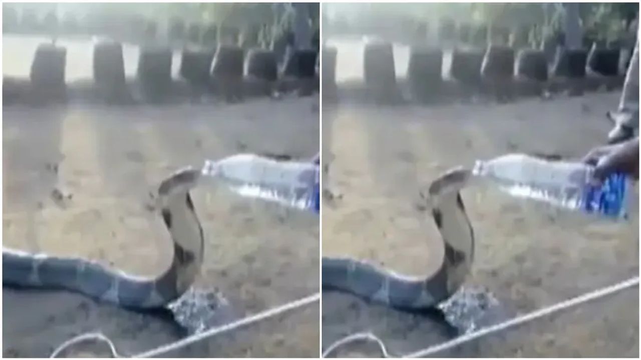 Viral Video: તરસ્યા કોબ્રાને બોટલમાંથી આવી રીતે આપ્યું પાણી, વીડિયો જોઈને લોકો આશ્ચર્યચકિત