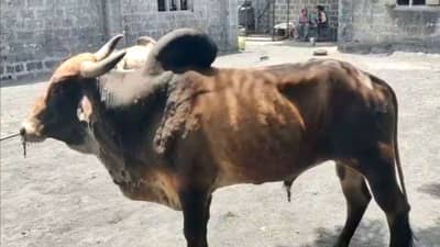 Porbandar: લમ્પી વાયરસથી ટપોટપ થઈ રહ્યા છે પશુઓના મોત, વધુ 15 જેટલી ગાયોને લમ્પી વાયરસની અસર