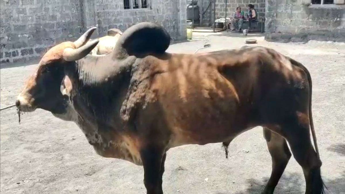 Porbandar: લમ્પી વાયરસથી ટપોટપ થઈ રહ્યા છે પશુઓના મોત, વધુ 15 જેટલી ગાયોને લમ્પી વાયરસની અસર