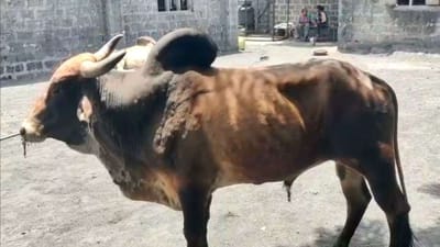 Porbandar: લમ્પી વાયરસથી ટપોટપ થઈ રહ્યા છે પશુઓના મોત, વધુ 15 જેટલી ગાયોને લમ્પી વાયરસની અસર