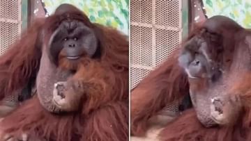 માણસની જેમ સિગારેટ પીતો જોવા મળ્યો Orangutan, કશ લીધા પછી તેને કંઈ રીતે બુજાવી તે આ Viral Videoમાં જૂઓ