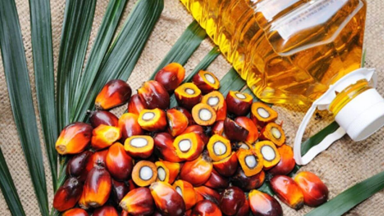 Palm Oil Import: ઈન્ડોનેશિયાના આ પગલાથી પામ ઓઈલની કિંમતમાં ઘટાડો થશે, ગ્રાહકોને કિંમતમાં થોડી રાહત મળશે