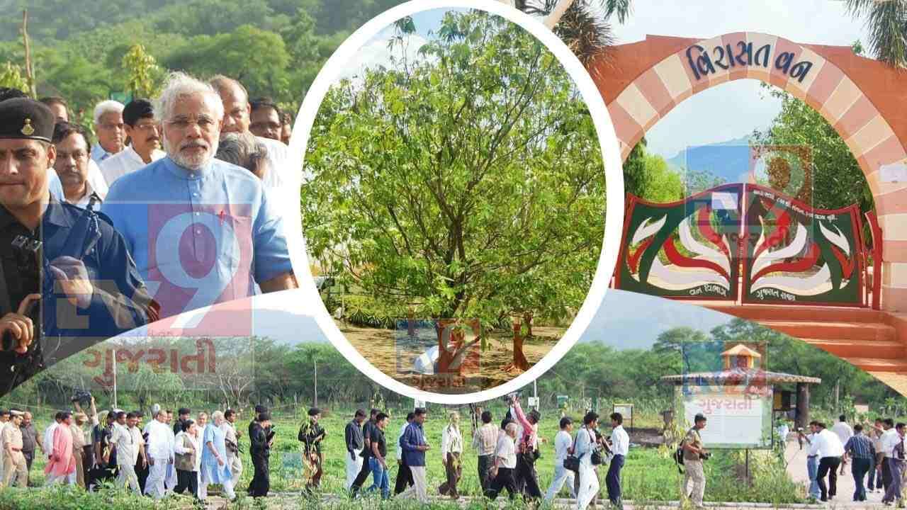 Panchmahal: PM Modi એ 11 વર્ષ પહેલા વાવેલો છોડ બન્યુ વૃક્ષ, જાત મુલાકાત કરીને નિહાળવા જશે, વન વિભાગના ત્રણ કર્મચારીનો લાગ્યો પહેરો